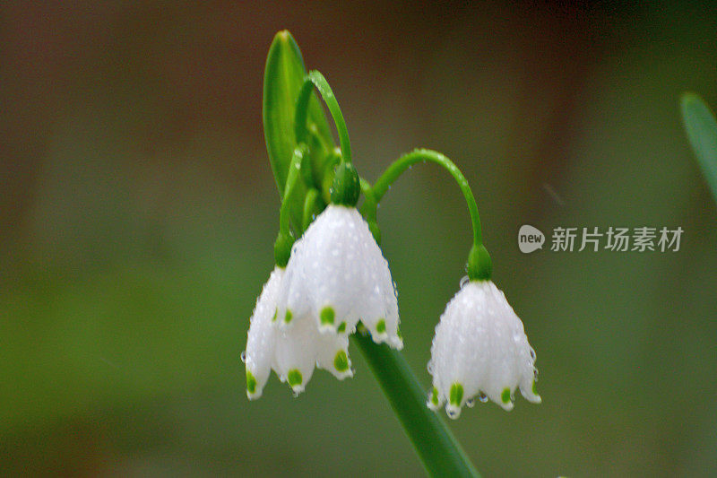 卢科琼弗纳姆 / 雪花